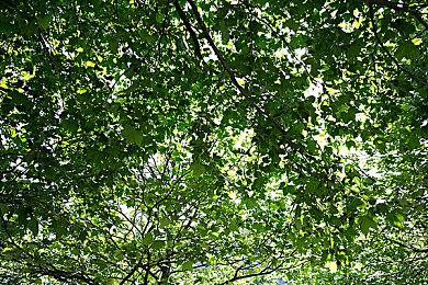 《迷雾魔域：迷雾与活地下城》Steam抢测开启 随机地图肉鸽