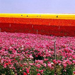 《城市：天际线2》开发者：从社区反馈中学到了很多